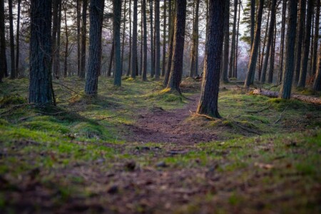 Foret Bretagne